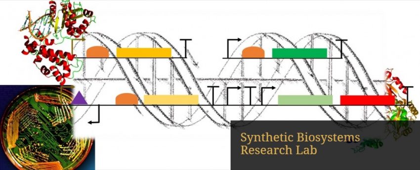 Workshops - Synthetic Biosystems Lab